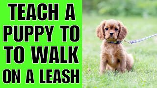 How To TEACH A Puppy To Walk On A Leash NOW [upl. by Anawad476]