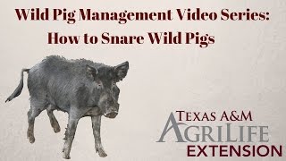 How to Snare Wild Pigs [upl. by Coonan135]