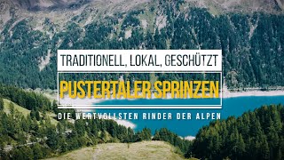 Pustertaler Sprinzen – Traditionell lokal geschützt die wertvollsten Rinder der Alpen [upl. by Gerry]