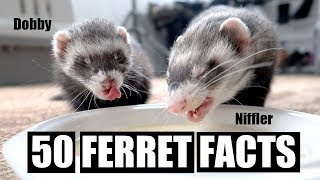 50 AMAZING FERRET FACTS [upl. by Tireb]