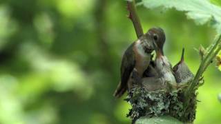 Rufous Hummingbird Nest [upl. by Ris]