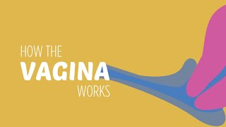 How the Vagina Works [upl. by Yriek]