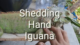 Shedding Iguana  Shedding Hand Iguana shedding iguana [upl. by Adnwahsal710]