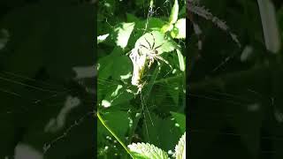 Crazy Moment  Cross Orbweaver Eats a Cricket [upl. by Bergerac]