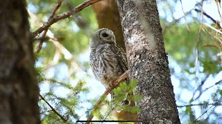 Barred owl call and preening [upl. by Chute]