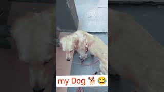 my Dog and other dogs 🐕 video dog [upl. by Aneroc]