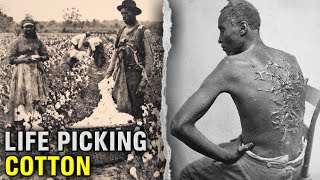 The DISTURBING Life Of A Slave On A Cotton Plantation [upl. by Paryavi]