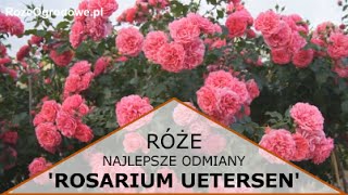 Róża pnąca Rosarium Uetersen® [upl. by Opaline]