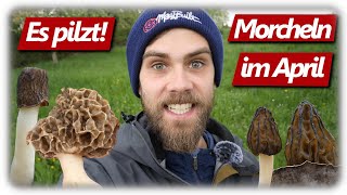 Pilze ohne Ende  Alle Morchelarten sammeln  4 Morchel Arten im eigenen Garten [upl. by Locin]