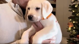 Buddy the Elf the Adorable Lab Puppy gets his Christmas Gift labrador puppy cutepuppies [upl. by Lewin68]