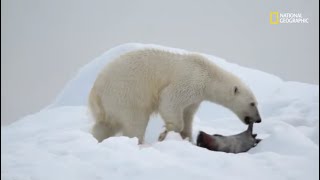 El oso polar  Depredadores mortales de Alaska [upl. by Noid]