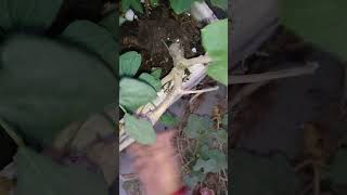 Removing pumpkin Plant from My Garden A StepbyStep Guide short ytshorts viral shorts [upl. by Esertak740]