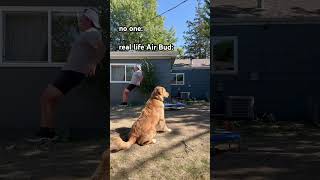 Adorable dog attempts flip off of trampoline dogsofyoutube goldenretriever funnyanimals [upl. by Mareld]