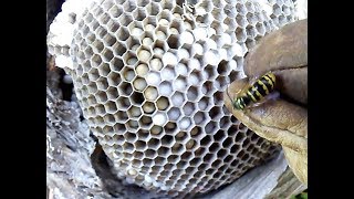 Yellow Hornet Nest Removal Dolichovespula arenaria [upl. by Meaghan]