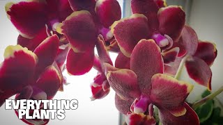 HOW TO WATER A PHALAENOPSIS ORCHID  Orchid Care For Beginners [upl. by Emmuela]