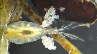 Copepod eggs hatching Cyclopidae Cyclops abyssorum [upl. by Twitt]