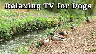 Relax Your Dog TV  8 Hours of Relaxing TV for Dogs at The Babbling Brook ✅ [upl. by Stanwinn]