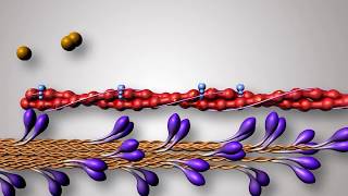 Structure of Contractile Proteins [upl. by Armelda]