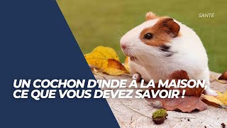 COCHON DINDE  Il débarque à la maison Comment bien laccueillir [upl. by Nashoma]