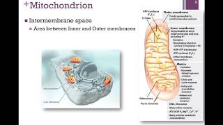 106Mitochondrial Transport [upl. by Ritz]