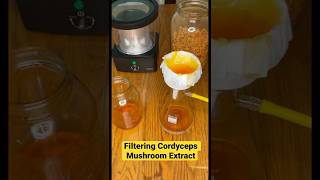 Filtering Cordyceps Mushroom Extraction shortsfeed shorts cordyceps mycology mushrooms [upl. by Immot]