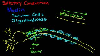 Myelin and saltatory conduction [upl. by Dever]