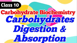 Carbohydrate Digestion  Absorption of carbohydrates  Lactose Intolerance Class 10 [upl. by Danila941]