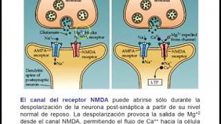 Clase Receptores para Neurotransmisores parte IV [upl. by Isleen]