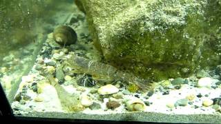 Sand shrimp Crangon crangon in native tank in Ireland HD [upl. by Mehs]