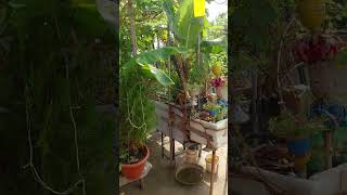 Organic Terrace kitchen garden twinningtwining youtubeshorts garden gardening farmingfarming [upl. by Nebe]