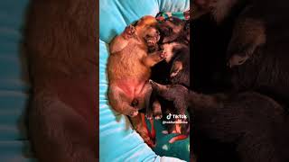 2 Week Old Shiba Inu Puppies  Tobitatsu Shiba Inu [upl. by Ziguard]