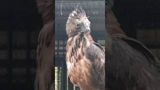 🔴 HAVE YOU EVER SEEN A MARSH HARRIER BIRD shorts [upl. by Alcinia]