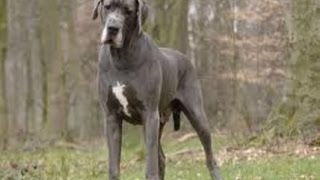 Le Dogue Allemand ou le Grand Danois [upl. by Fairlie]