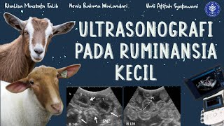 P7b Pemeriksaan kebuntingan secara ultrasonografi pada ruminansia kecil domba kambing [upl. by Rehsa]