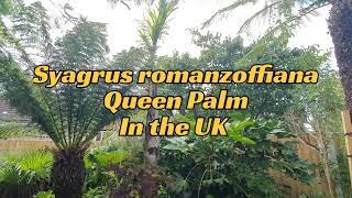 Syagrus romanzoffiana Coco queen Palm overwintered in the UK [upl. by Arihsa]