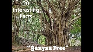 20 Interesting Facts about quotBanyan Treequot [upl. by Eicnahc]