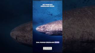 Greenland Shark 🦈🦈 shorts viral knowledgeable facts parveenchalotra [upl. by Rauch]