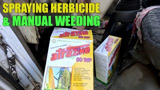 SPRAYING HERBICIDE ATRAZINE  24D amp MANUAL WEEDING GUNA [upl. by Nelleh86]