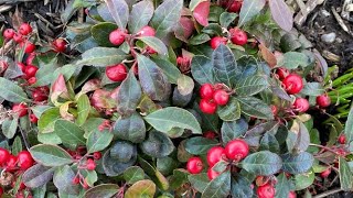 Wintergreen quotGaultheria Procumbensquot  February Update [upl. by Rheims]