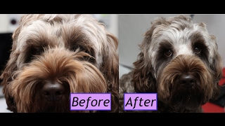 How to groom a Cockapoo face  Demo [upl. by Dymoke856]