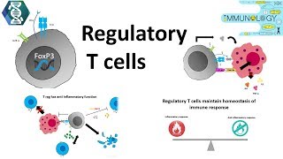 Regulatory T cells [upl. by Nenerb]