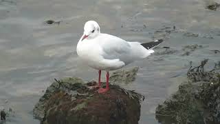 Blackheaded Gull Croicocephalus ridibundus Rozenburg ZH the Netherlands 10 Nov 2024 9 [upl. by Alboran424]