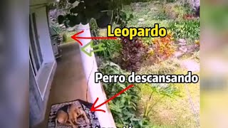 Dueño salva a su Mascota de un Leopardo que intentaba llevárselo [upl. by Kacy]