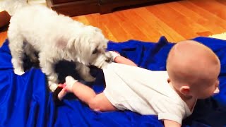 Funny Babies Playing with Dogs Compilation  Funny Baby and Pets  Cool Peachy [upl. by Etteniotnna323]