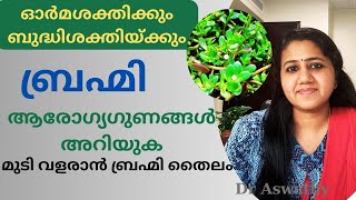 ബ്രഹ്മി ആരോഗ്യഗുണങ്ങൾ।Brahmi benefits Malayalam Brahmi Hair Oil [upl. by Leummas]