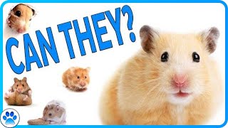 SYRIAN Hamsters Can Happily LIVE Together  Myths amp Misconceptions  Episode Five  JohnsAnimals [upl. by Annabal]