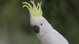 Sulphurcrested Cockatoo in the wild [upl. by Winfrid]