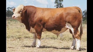 LOT 65 KARRAGARRA UTILITY P [upl. by Nyl]