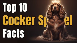 10 AMAZING Secrets About English Cocker Spaniel 1 WILL SURPRISE YOU [upl. by Glogau364]