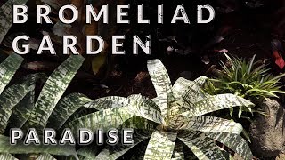 BROMELIAD GARDEN PARADISE [upl. by Rhu]